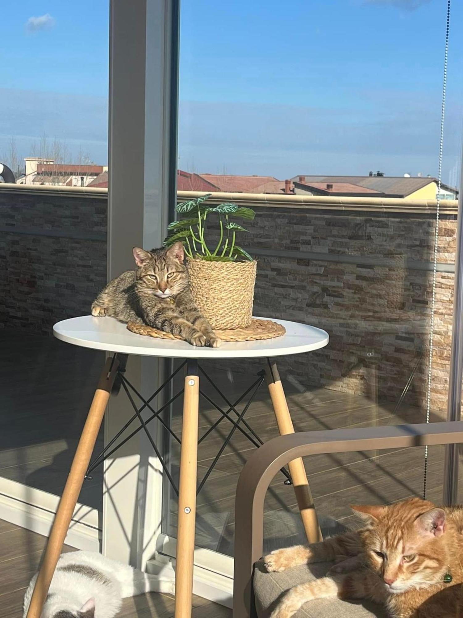Cotronei B&B La Terrazza Polifrone מראה חיצוני תמונה